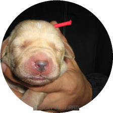 レッド子犬(マリ)